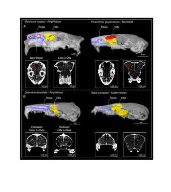 fig-art-PNAS-Camille-grohe-2020-right